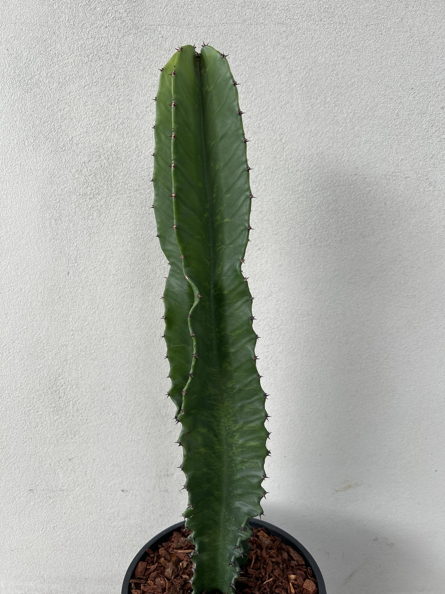 Euphorbia Ingen