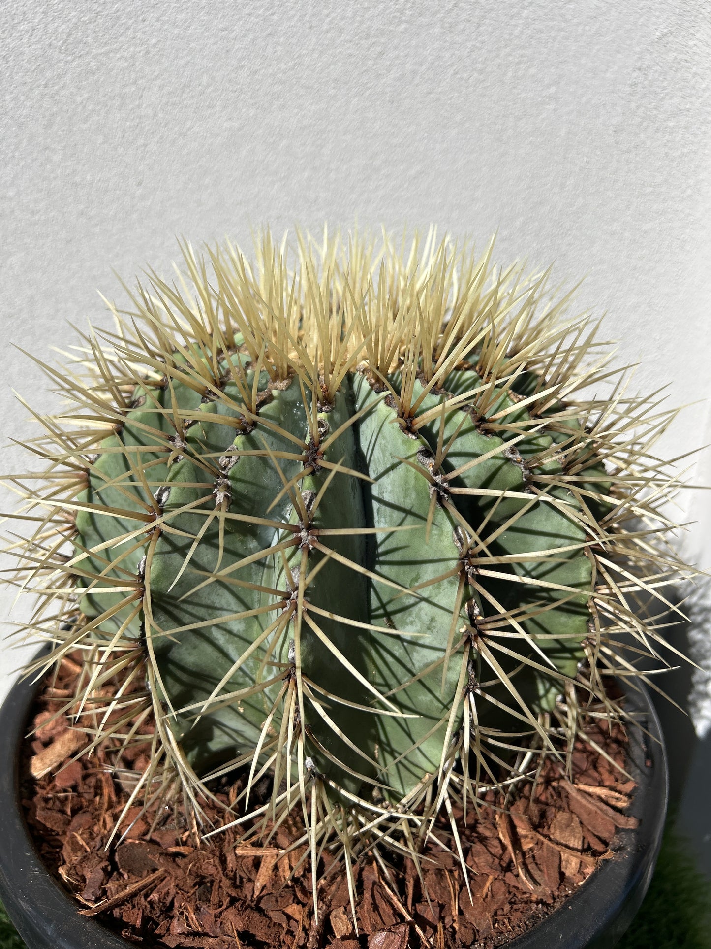 Blue Barrel Cactus - Multi