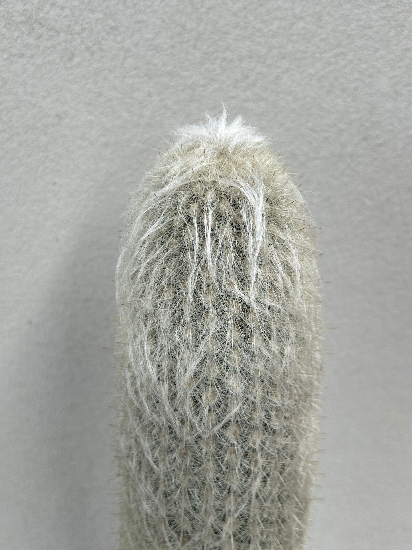 ESPOSTOA LANATA. Peruvian Old Man Cactus.