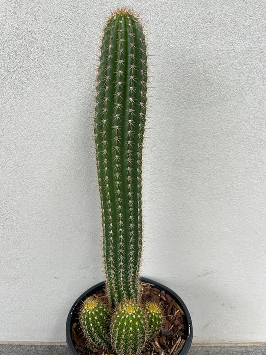 Golden Torch Cactus