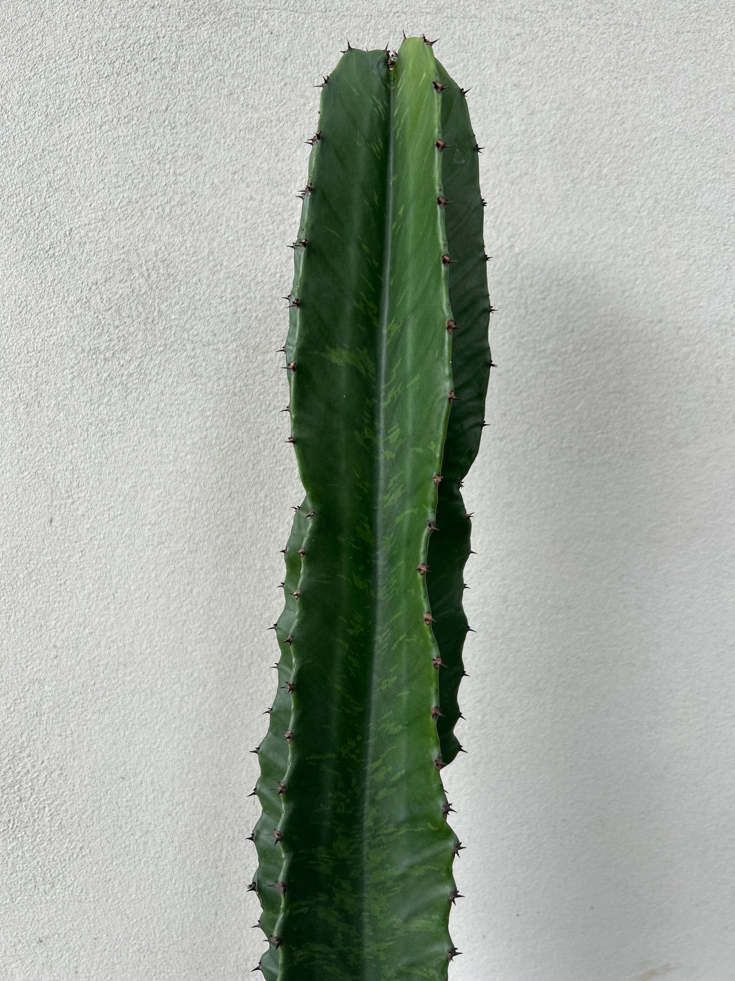 Euphorbia Ingen