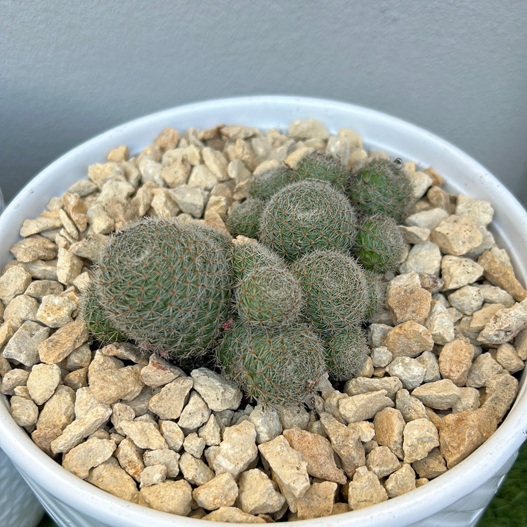 Cluster Cactus