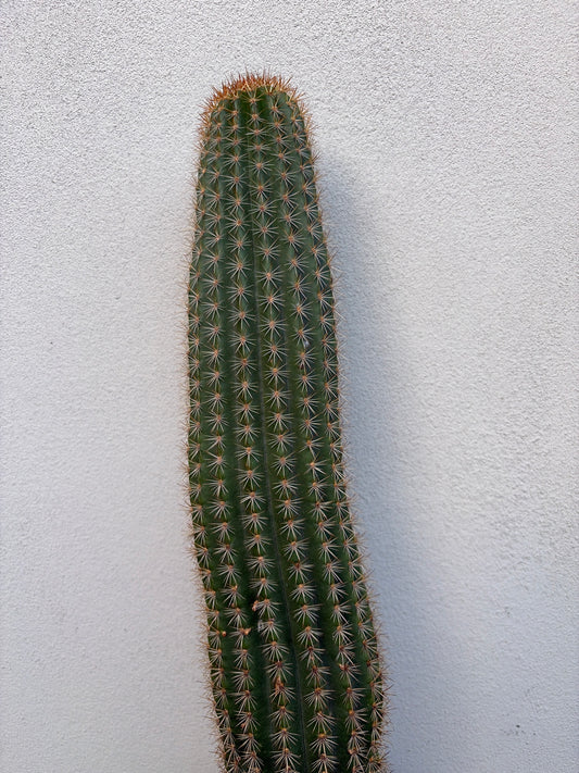Echinopsis schickendantzii