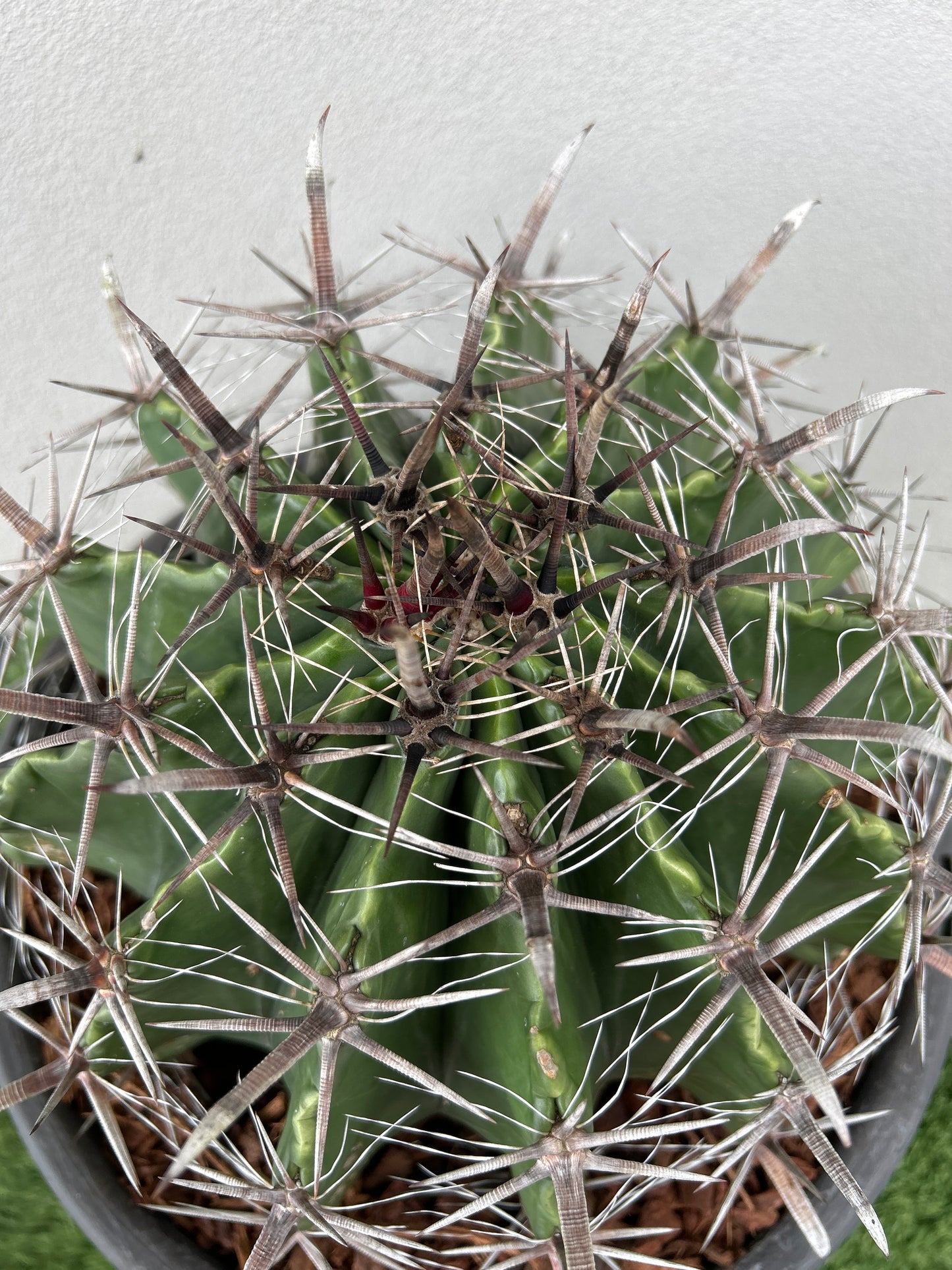 Ferocactus wislizeni – Fishhook Barrel Cactus