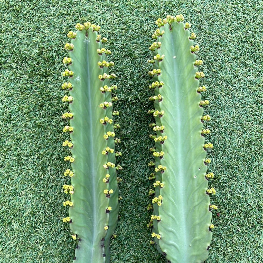 Euphorbia Ingen