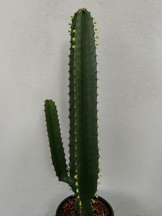 Euphorbia Cowboy