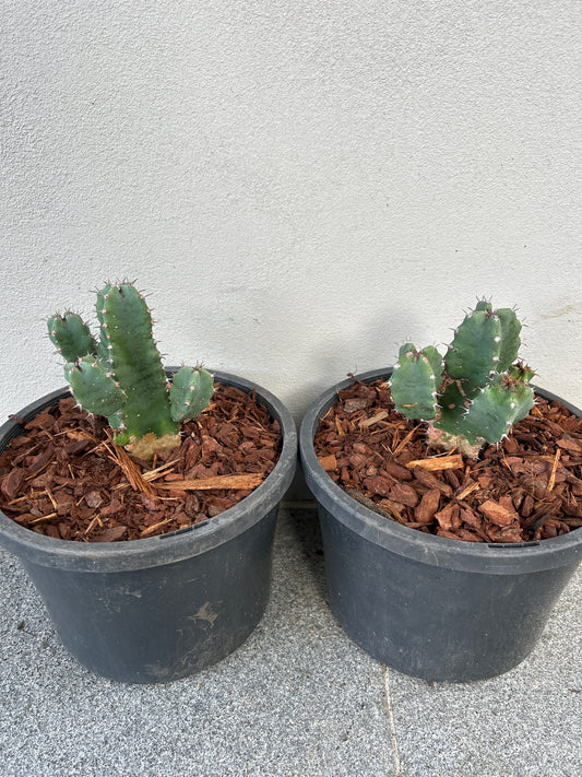 Euphorbia resinifera - Moroccan Mound