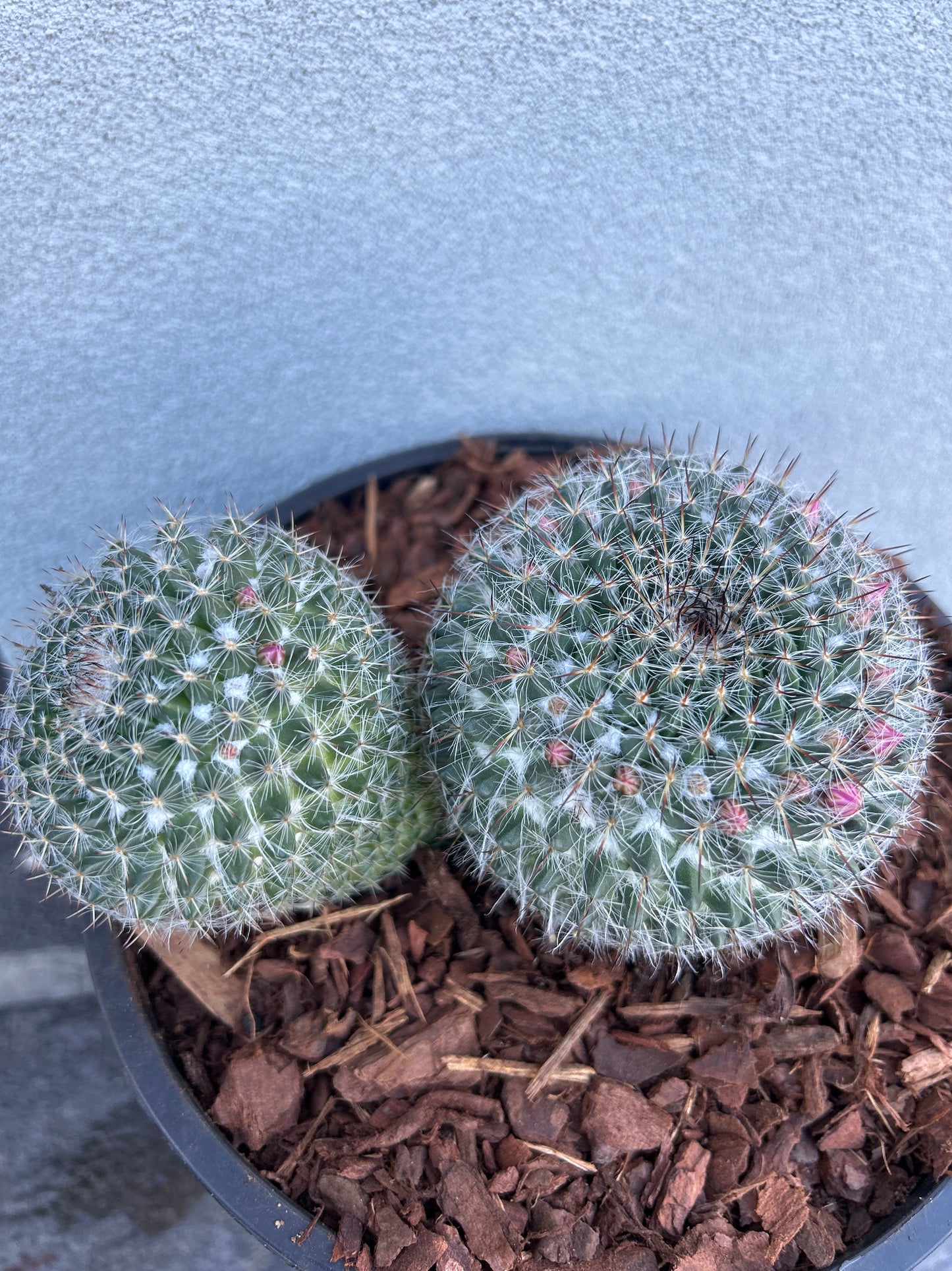 Mamillaria Cactus