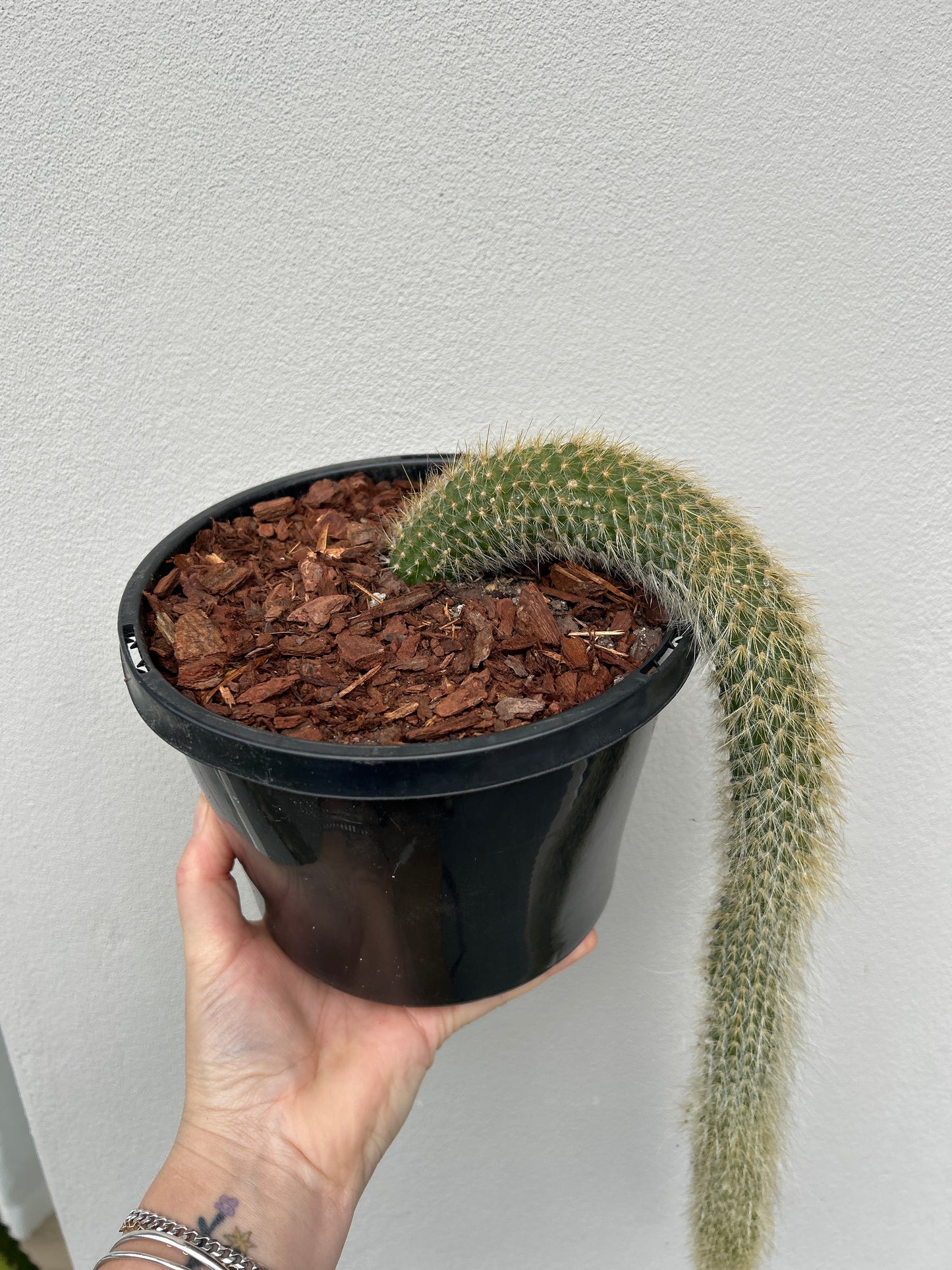 Monkey Tail Cactus
