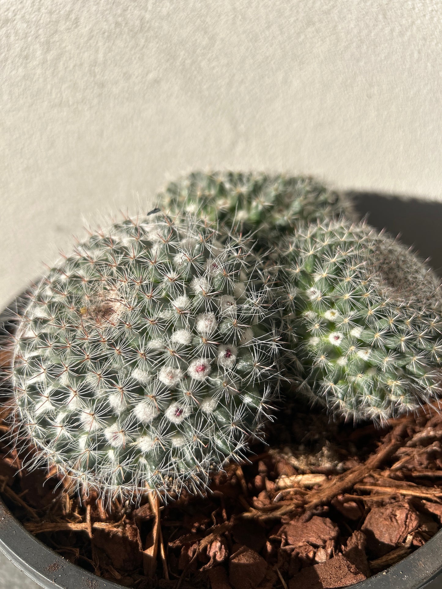 Mamillaria Cactus Cluster Small