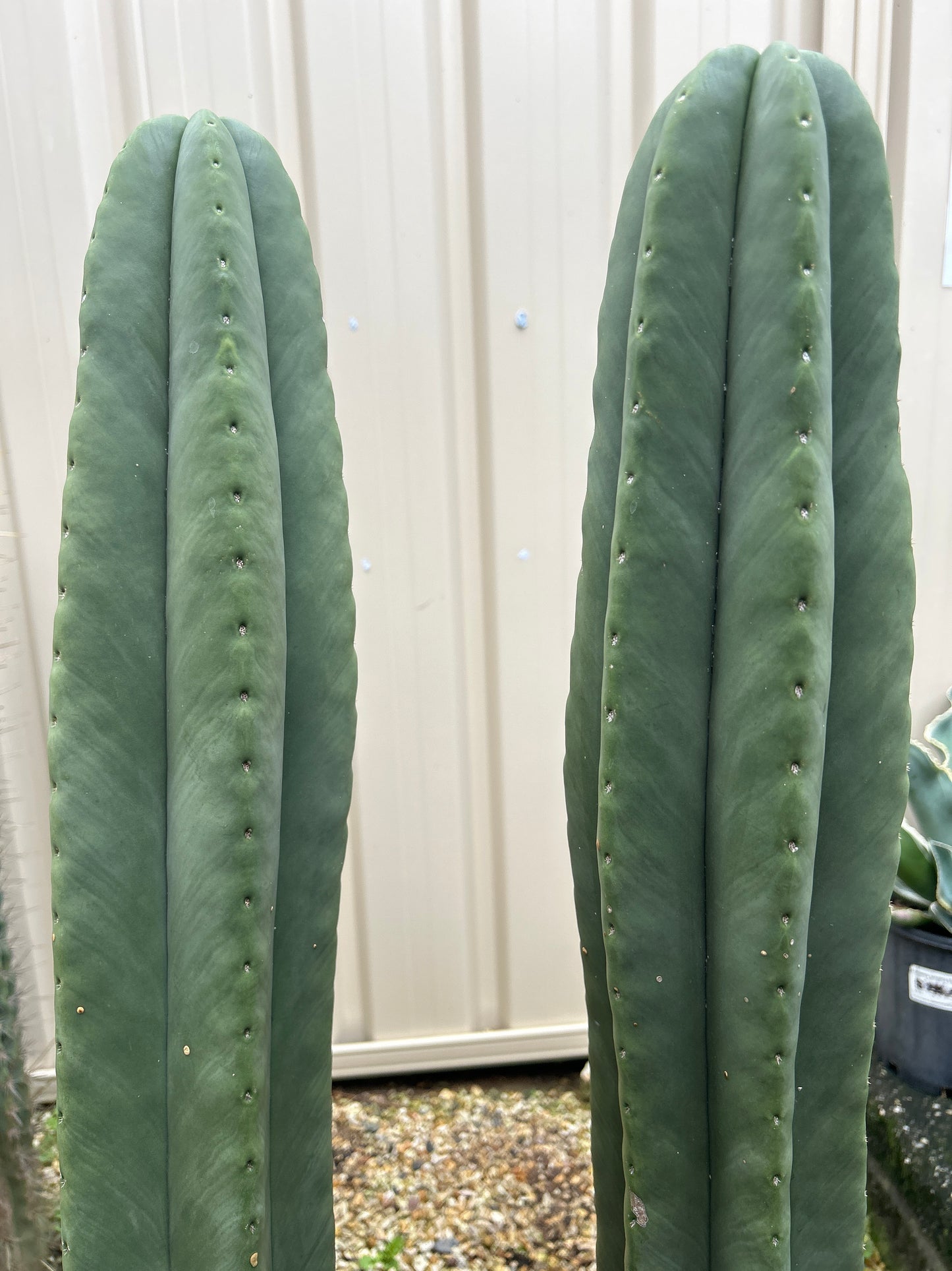 Echinopsis Scopulicola - Large