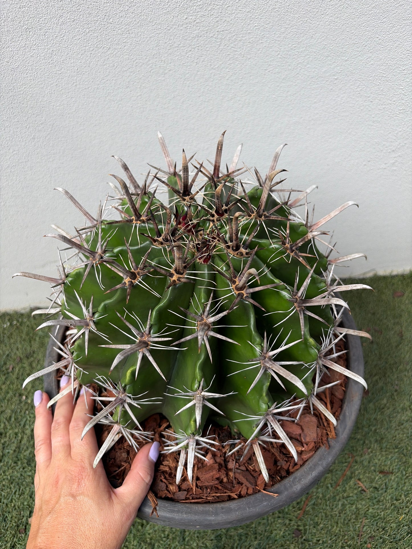 Ferocactus wislizeni – Fishhook Barrel Cactus - Large