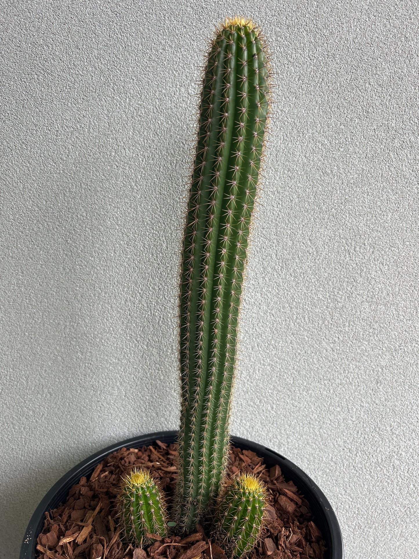 Golden Torch Cactus