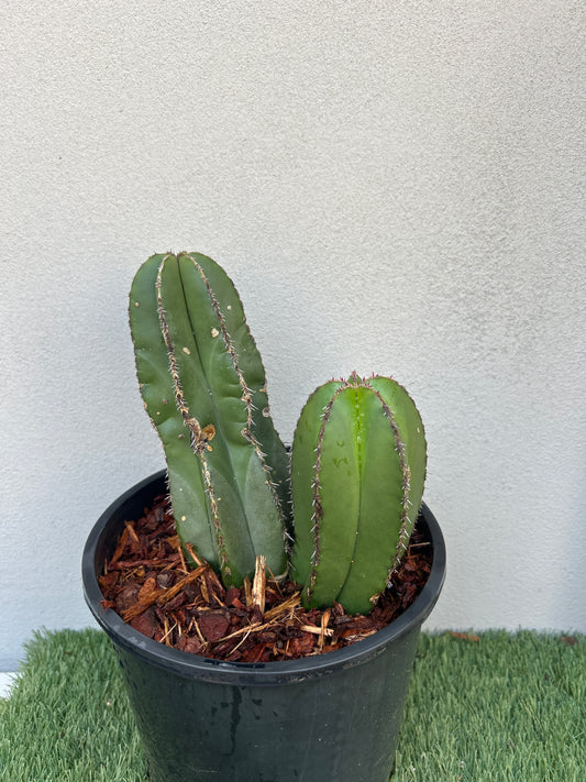 Mexican Fence Post - Double