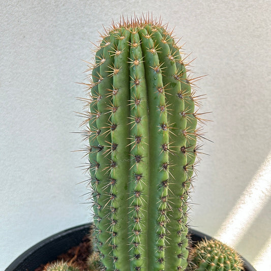 Echinopsis schickendantzii
