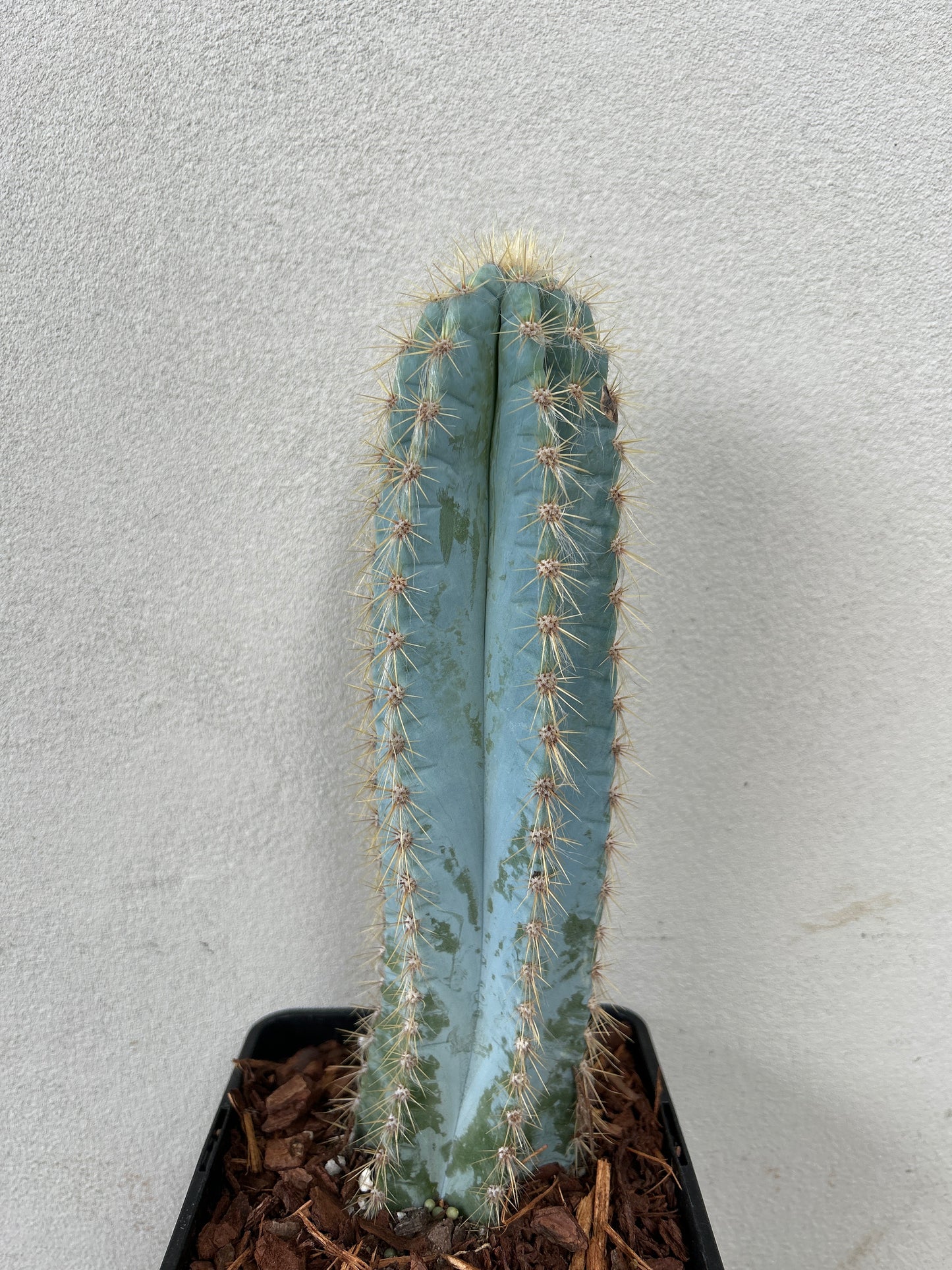 Blue Torch Cactus