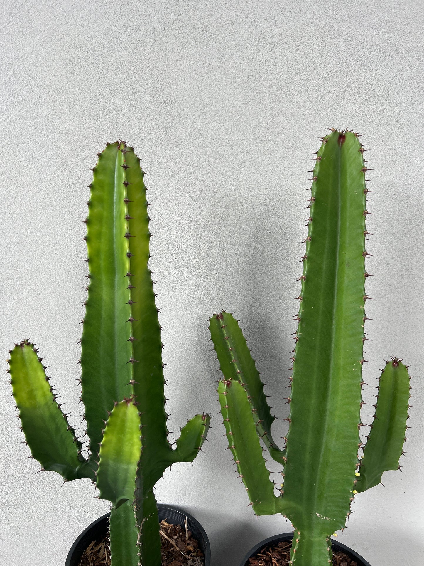Euphorbia Cowboy - 3 arms