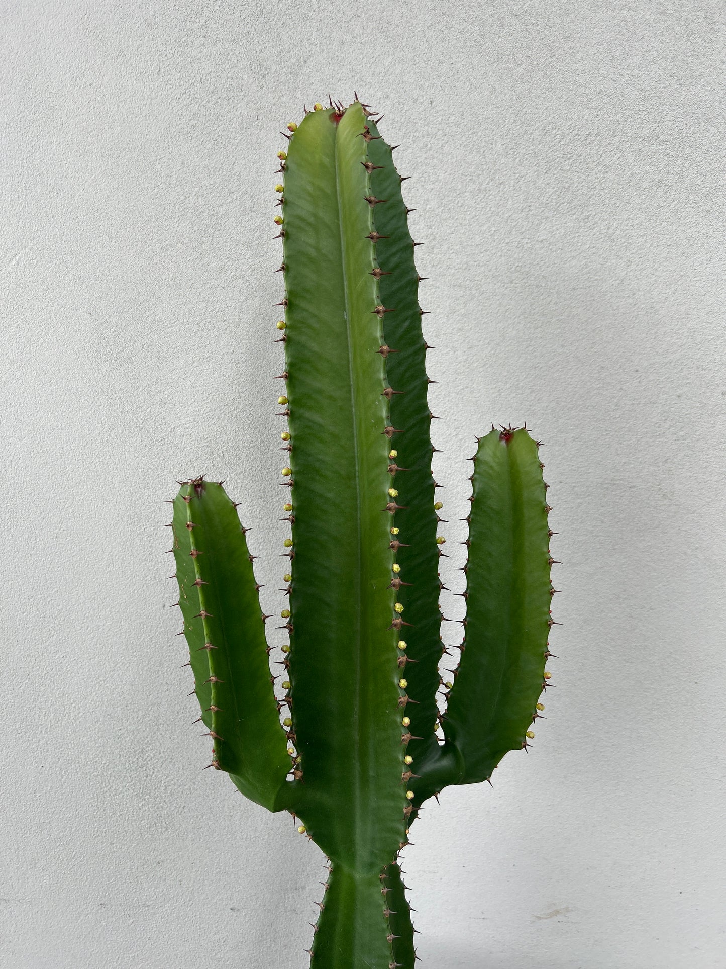 Euphorbia Cowboy 2 arms