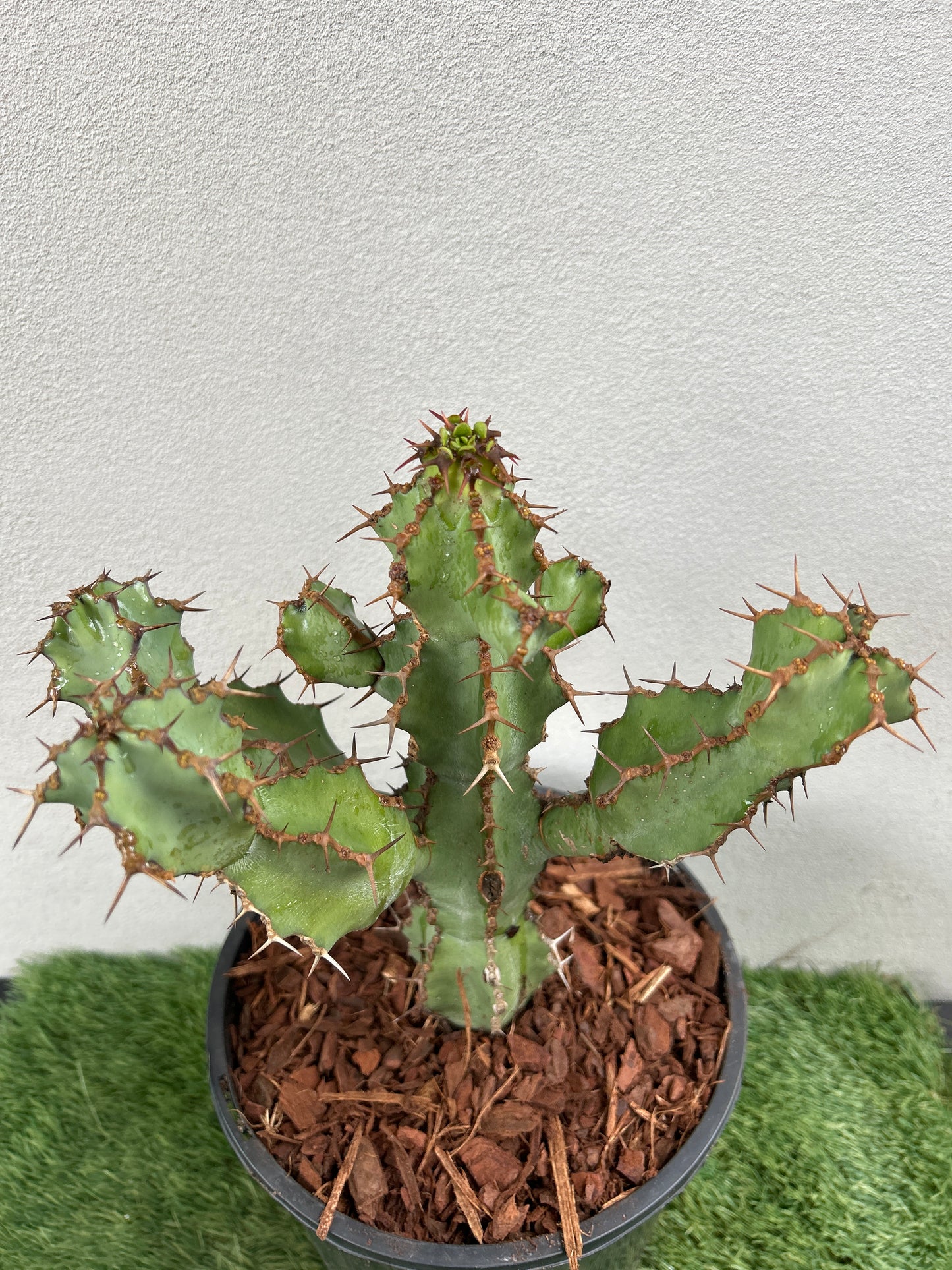 Euphorbia ceorulescens