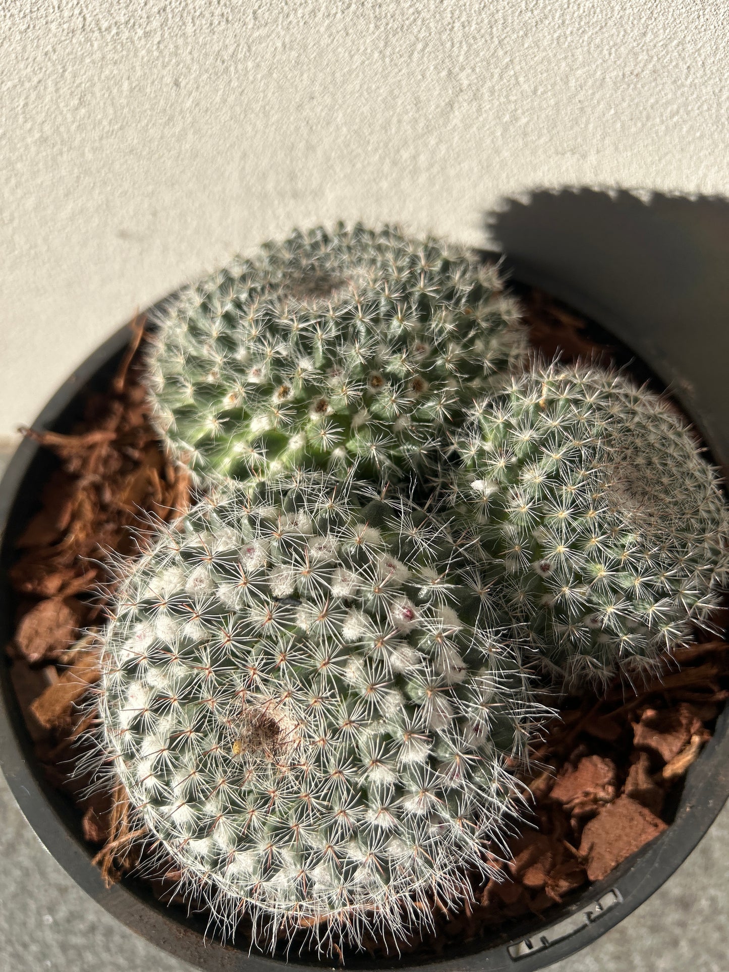 Mamillaria Cactus Cluster Small