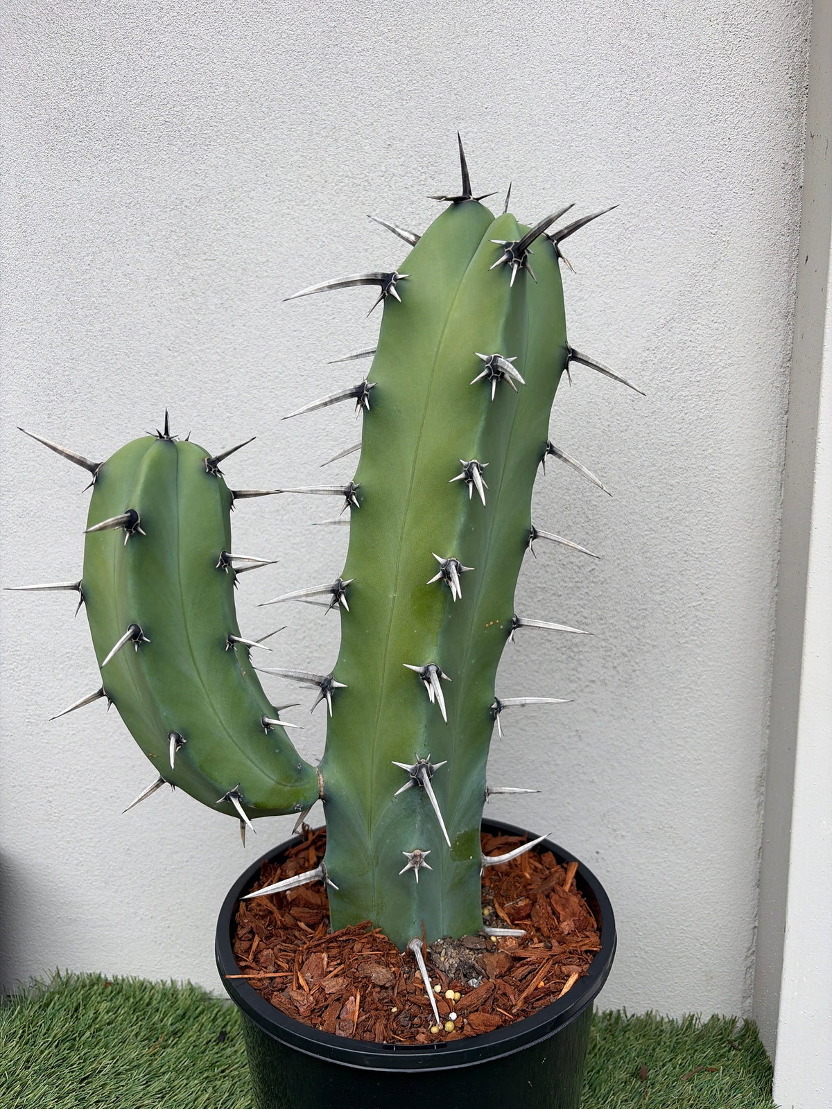 Myrtillocactus