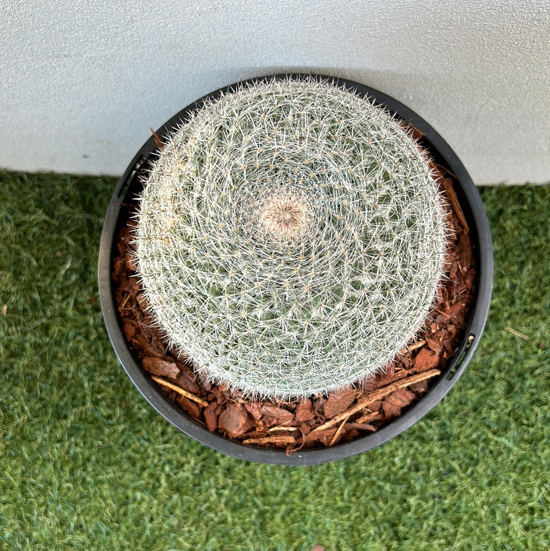 Mammillaria