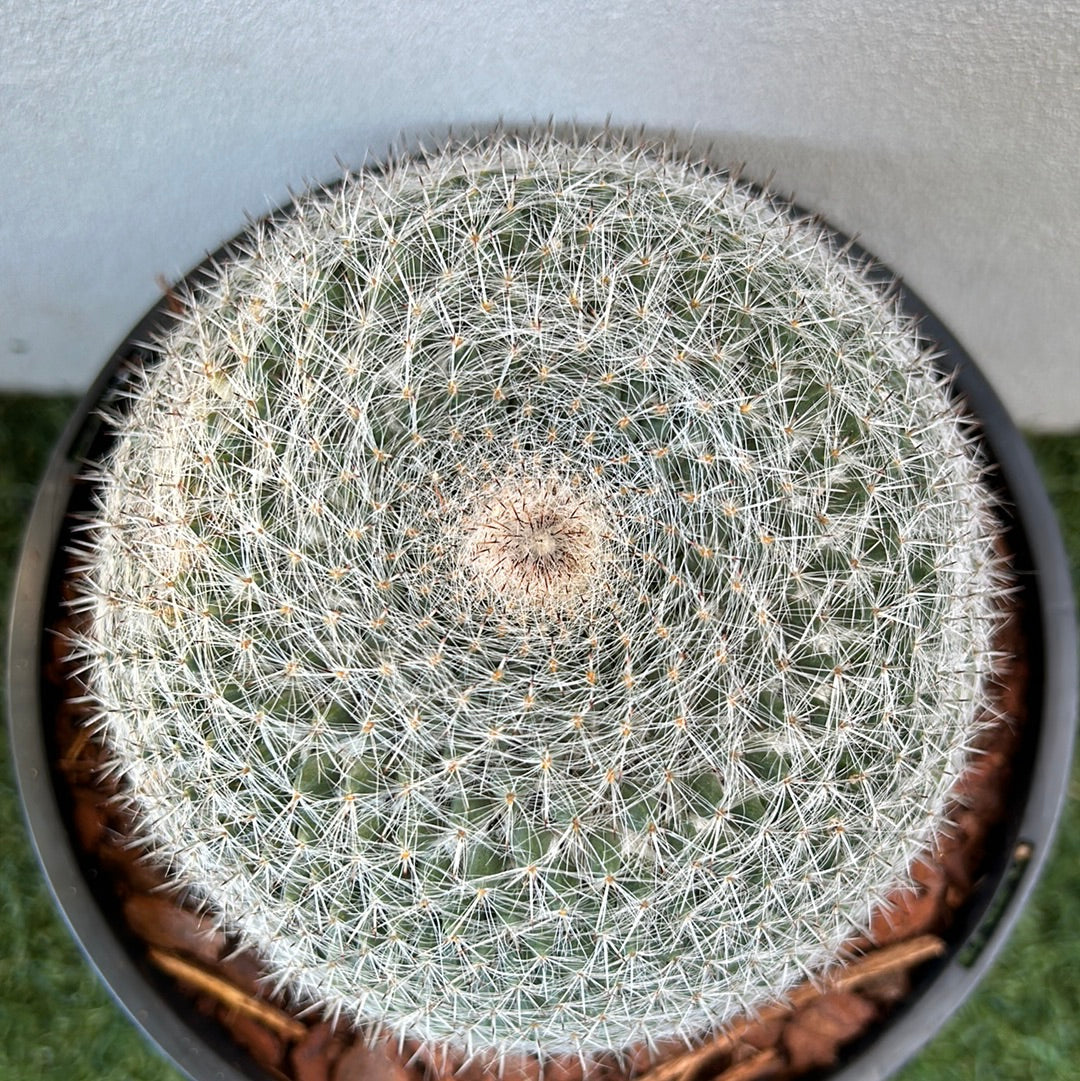 Mammillaria