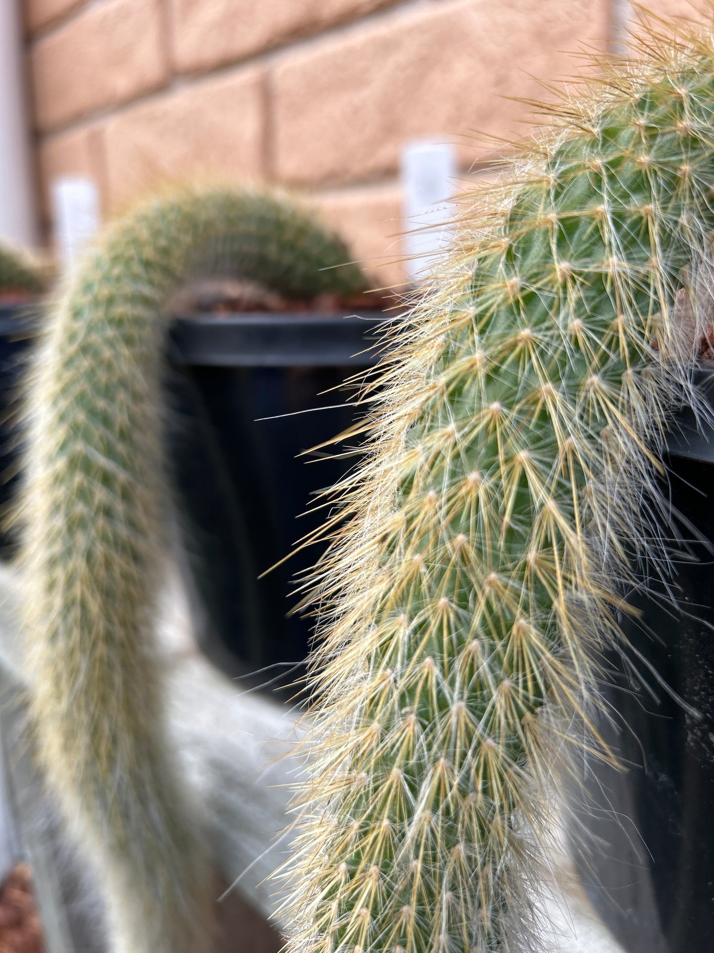 Monkey Tail Cactus