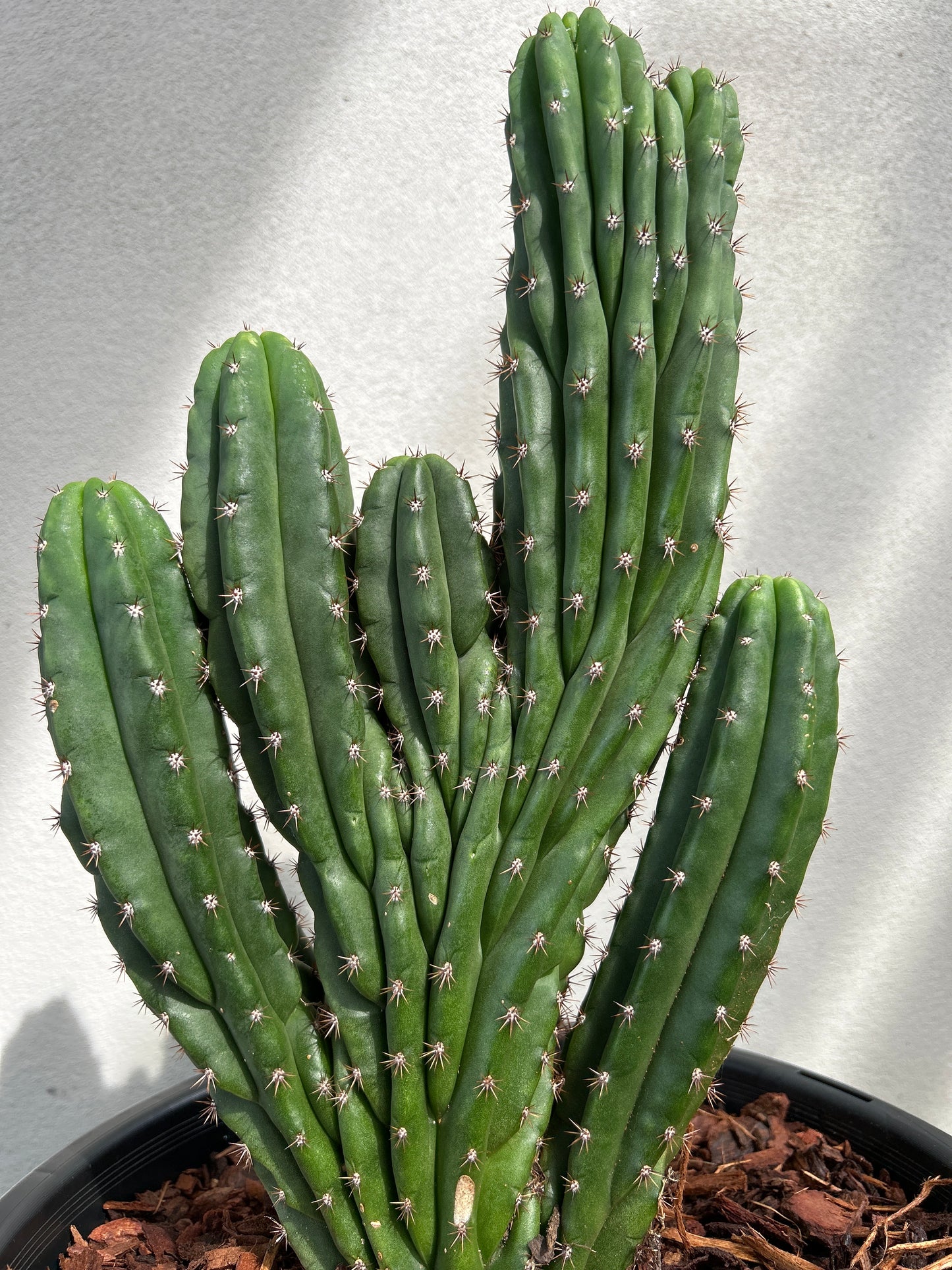 CRESTED Cactus