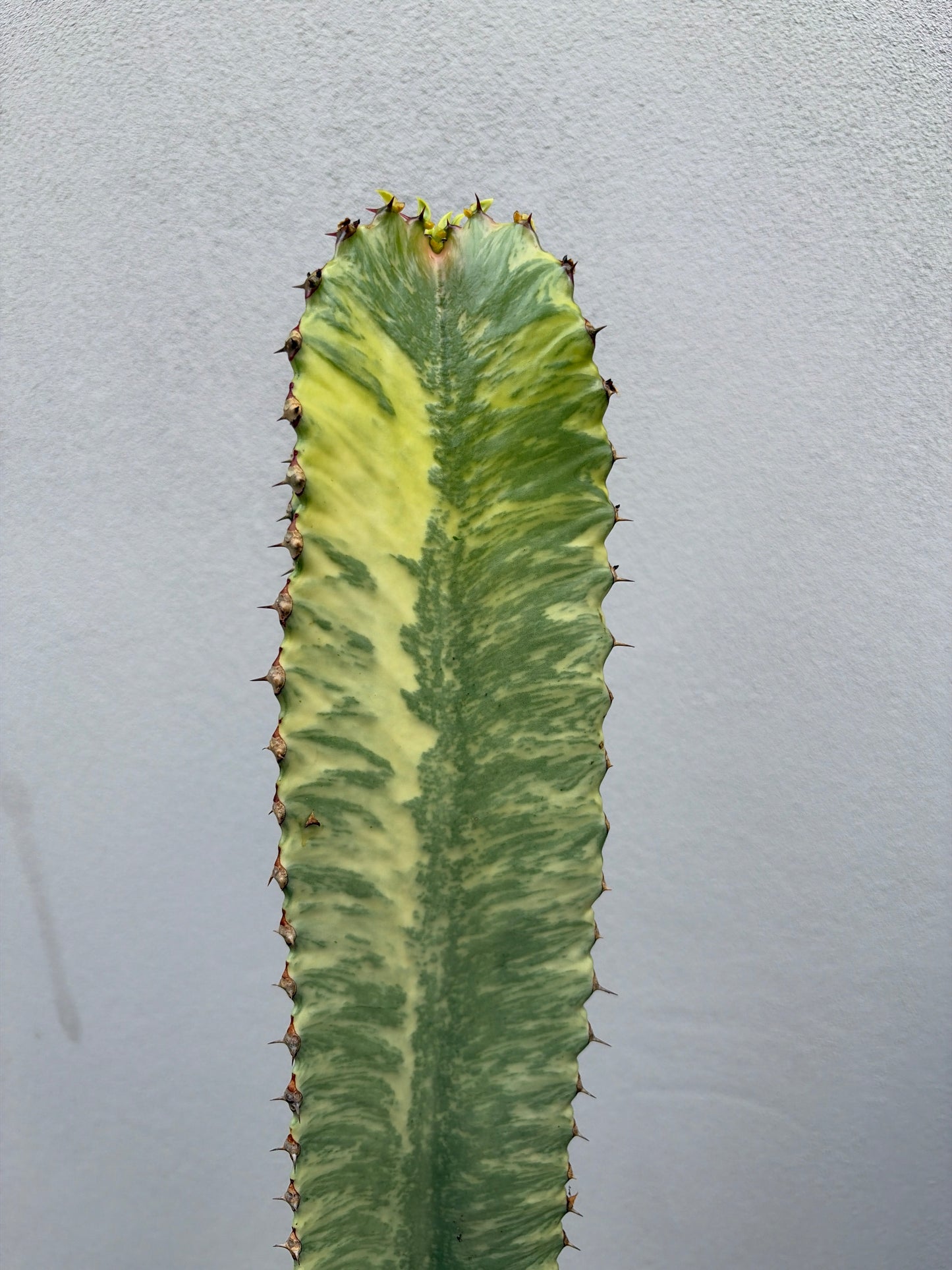 Euphorbia Ammak