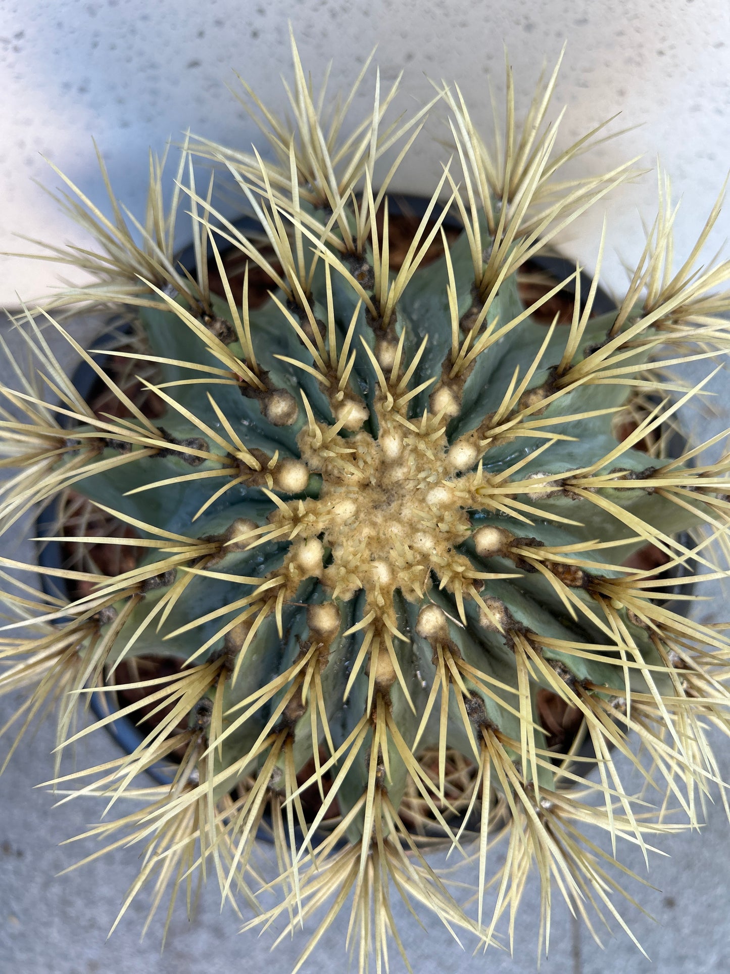 Blue Barrel Cactus - Multi