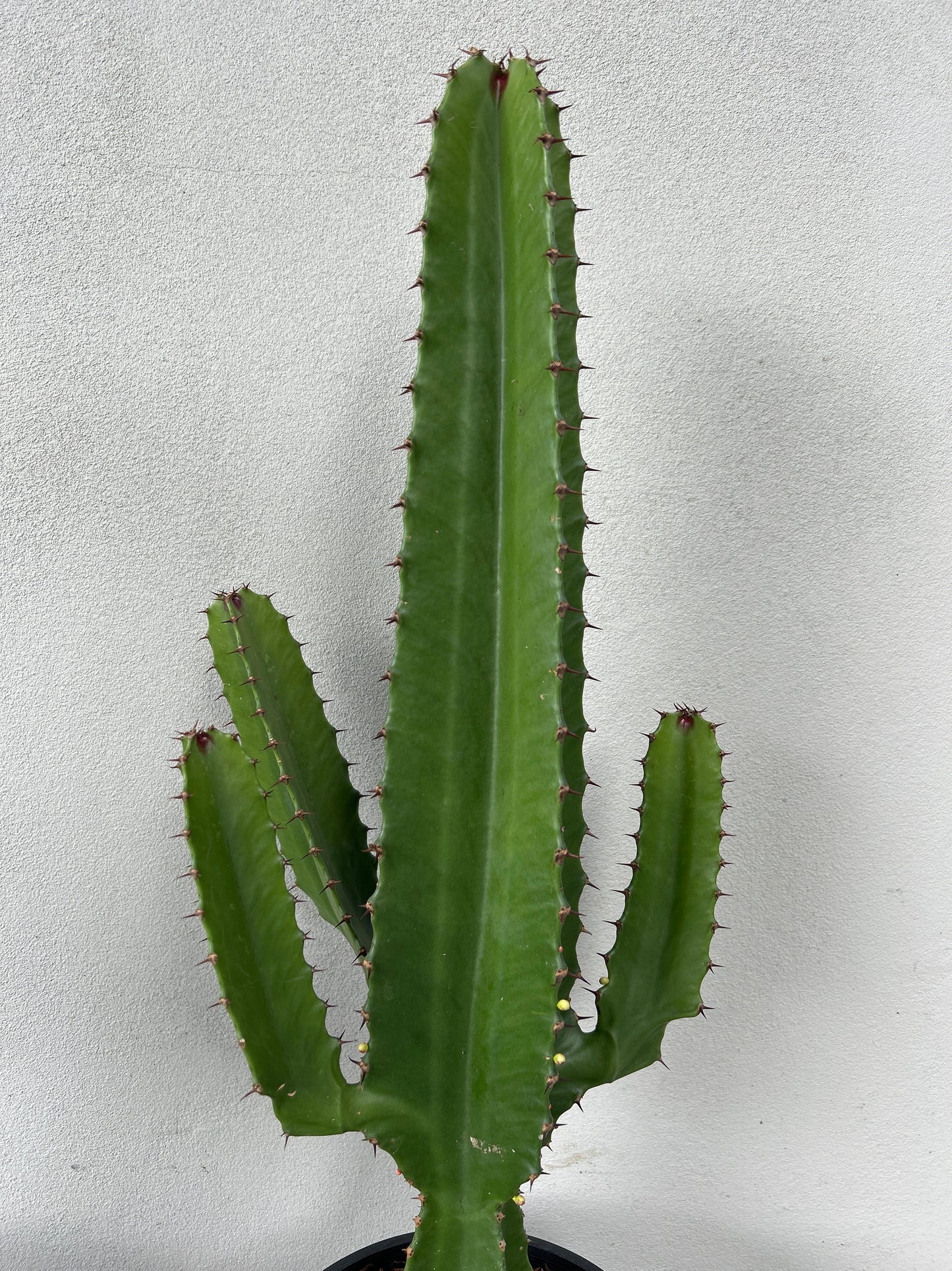 Euphorbia Cowboy - 3 arms