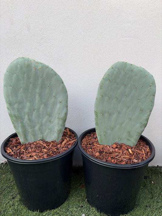 Burbank Spineless Cactus