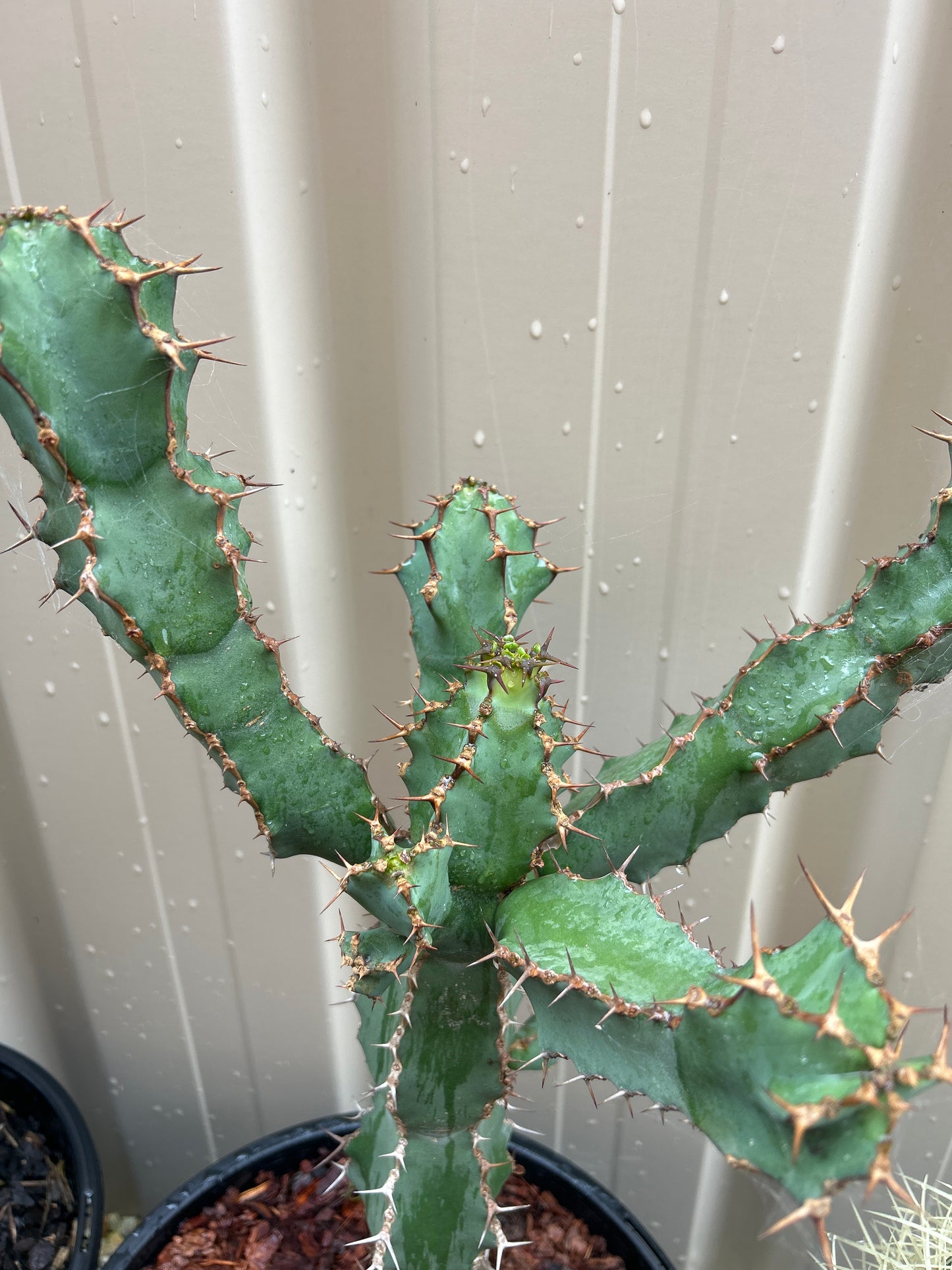 Euphorbia ceorulescens