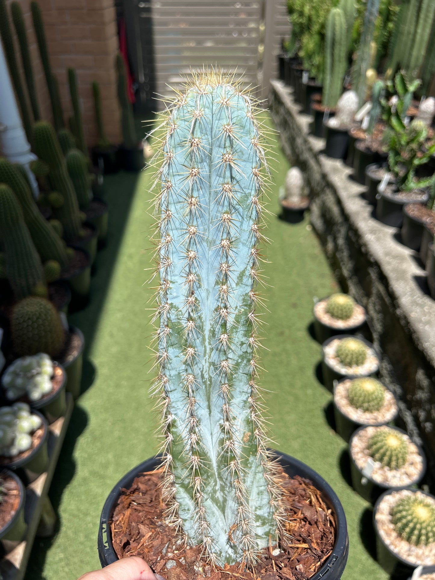 Blue Torch Cactus