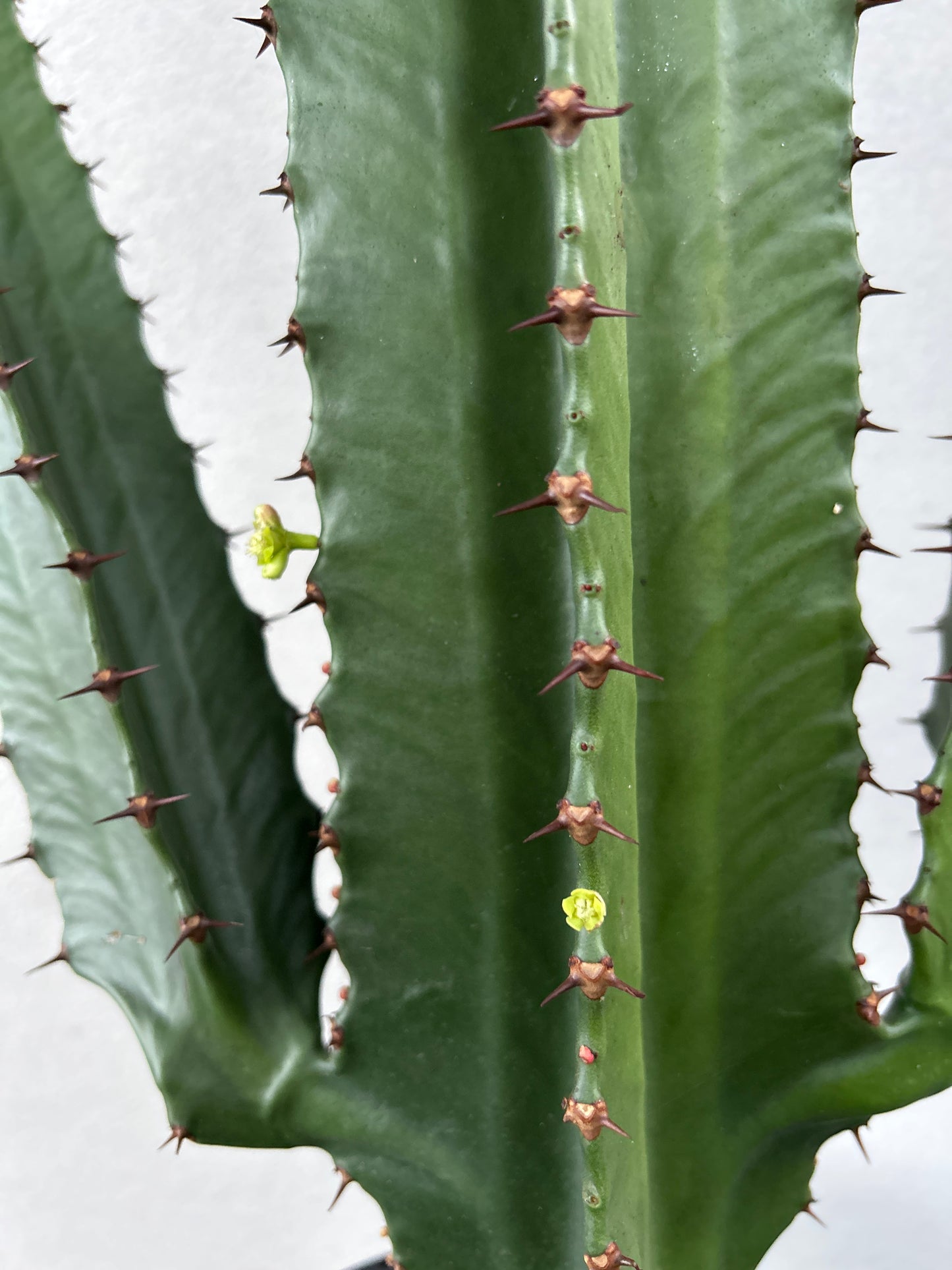 Euphorbia Cowboy 2 arms