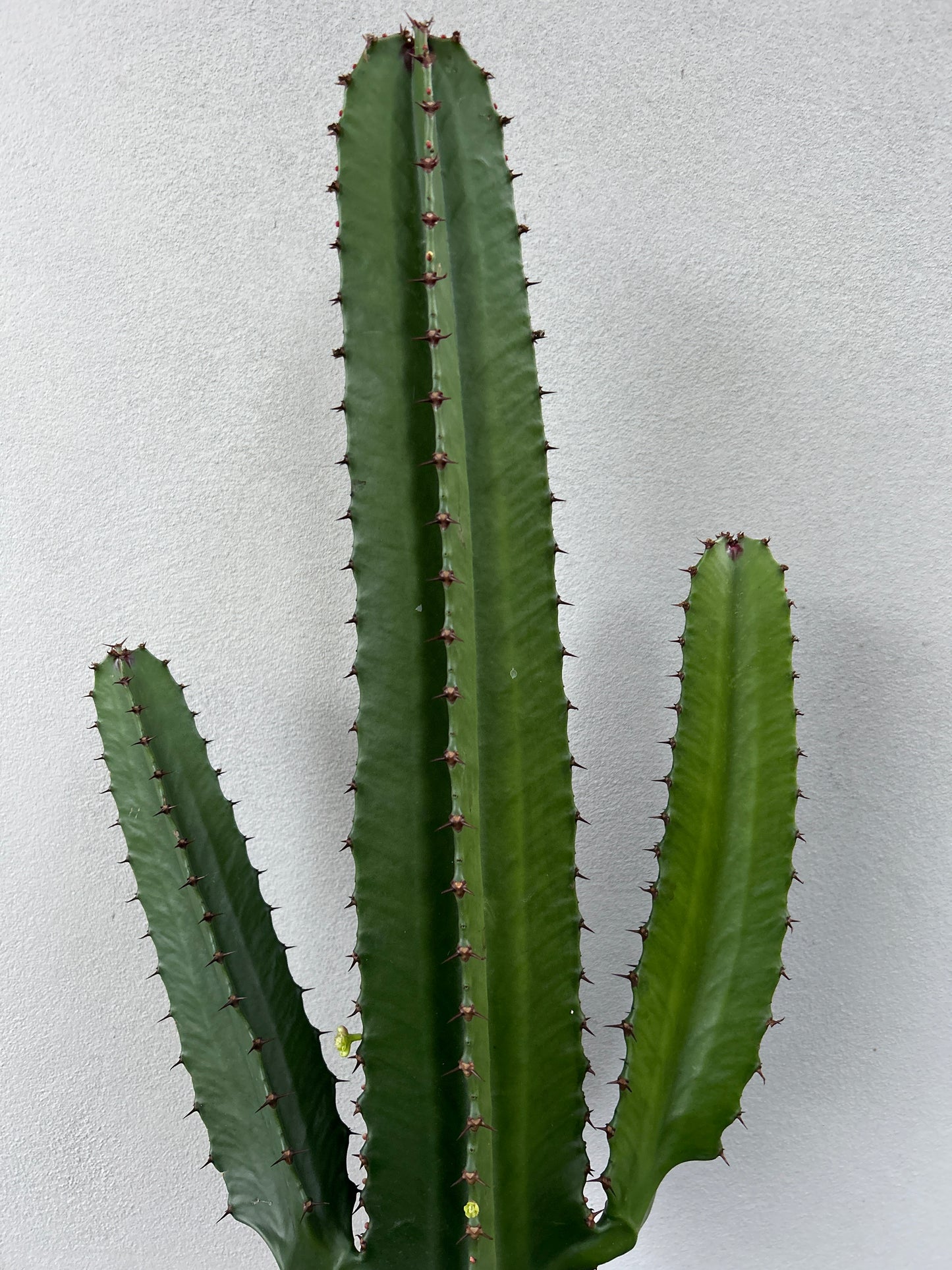 Euphorbia Cowboy 2 arms