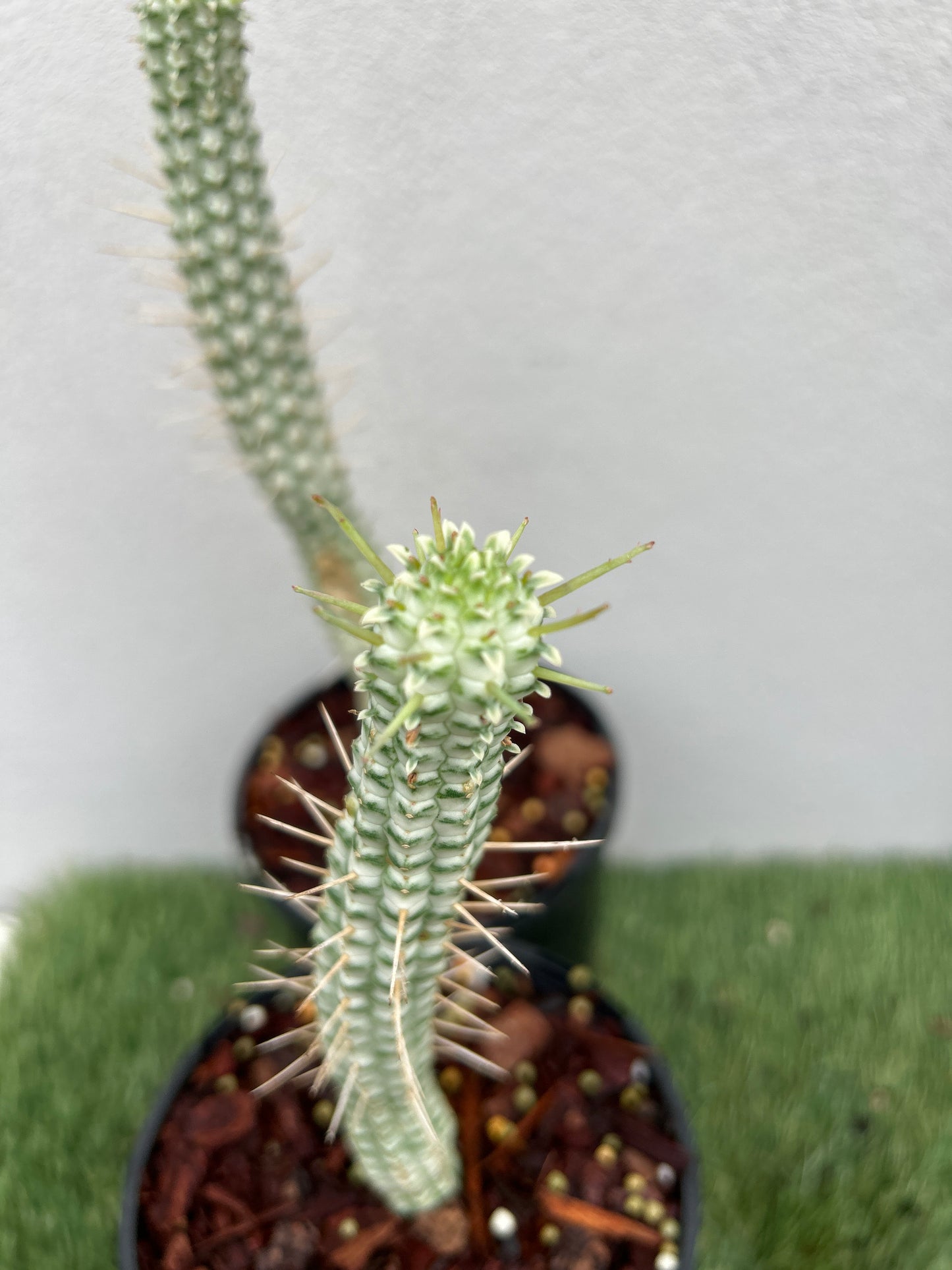 Corn Cob Cactus