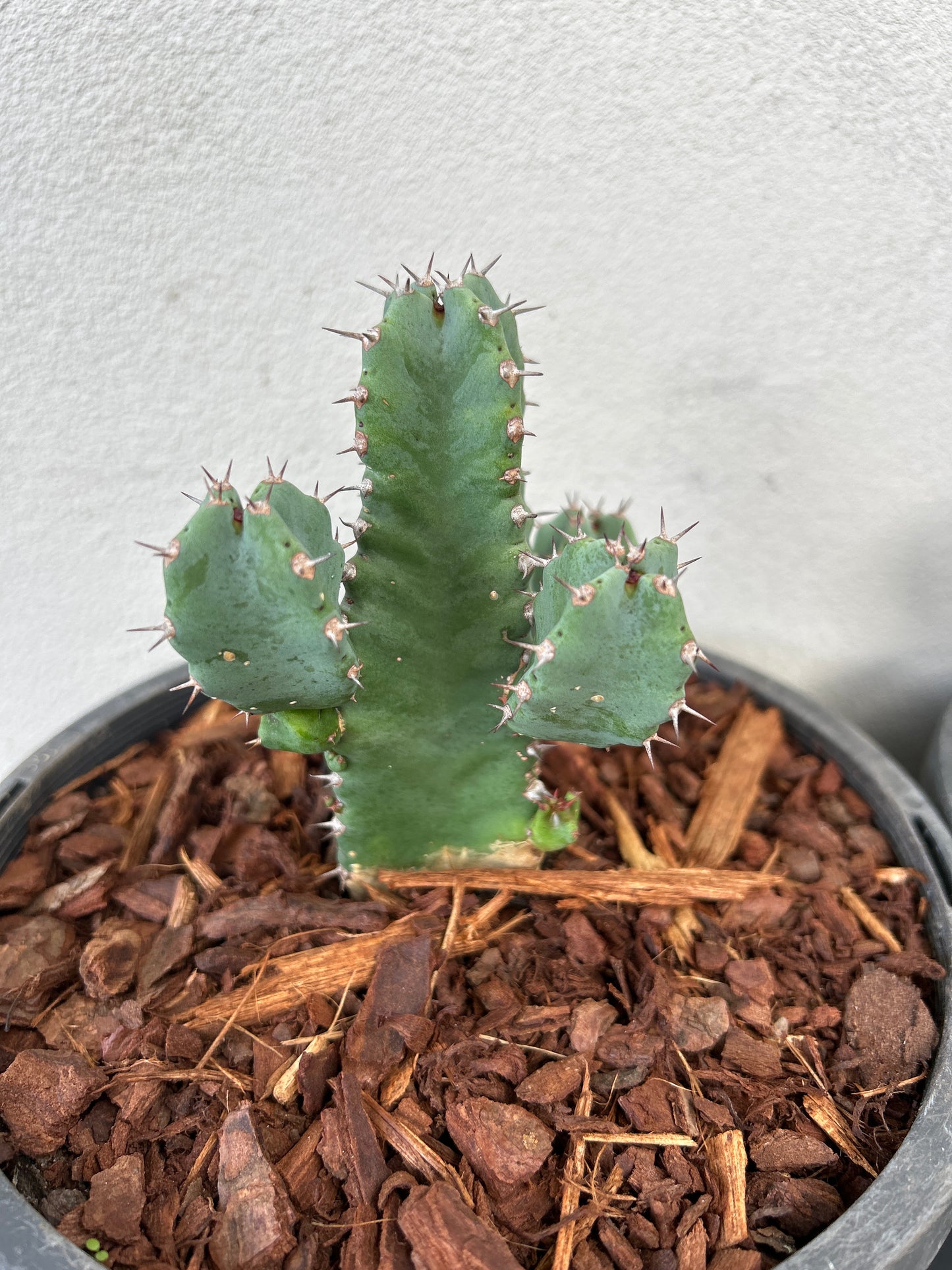 Euphorbia resinifera - Moroccan Mound