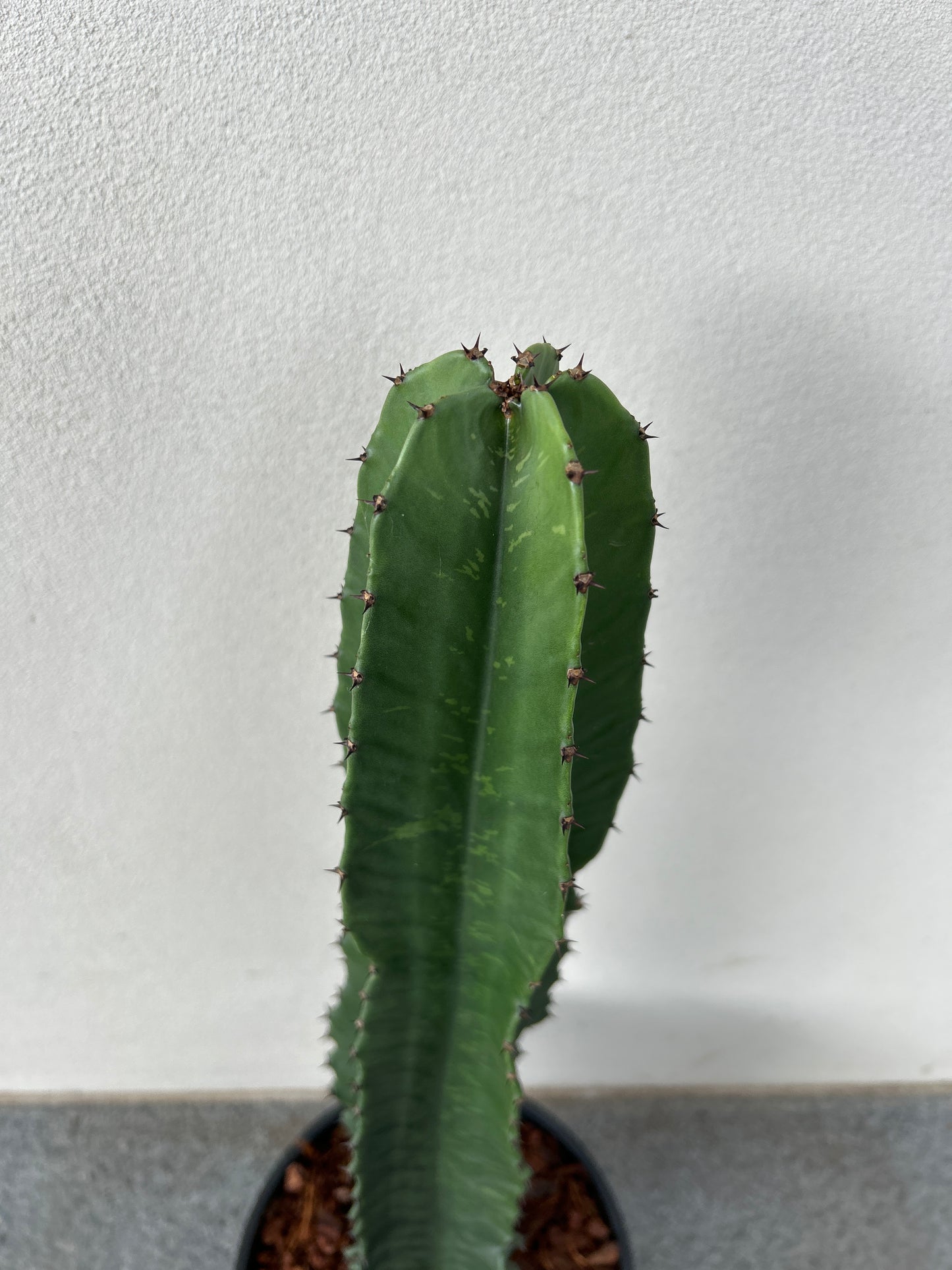 Euphorbia Ingen