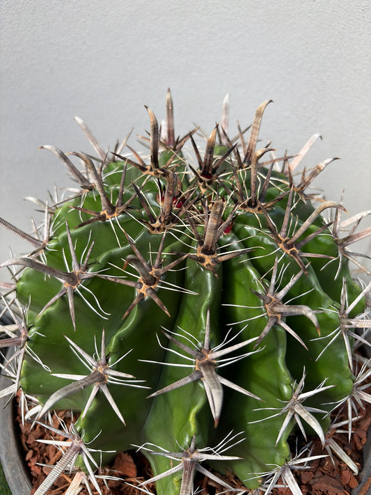 Ferocactus wislizeni – Fishhook Barrel Cactus - Large