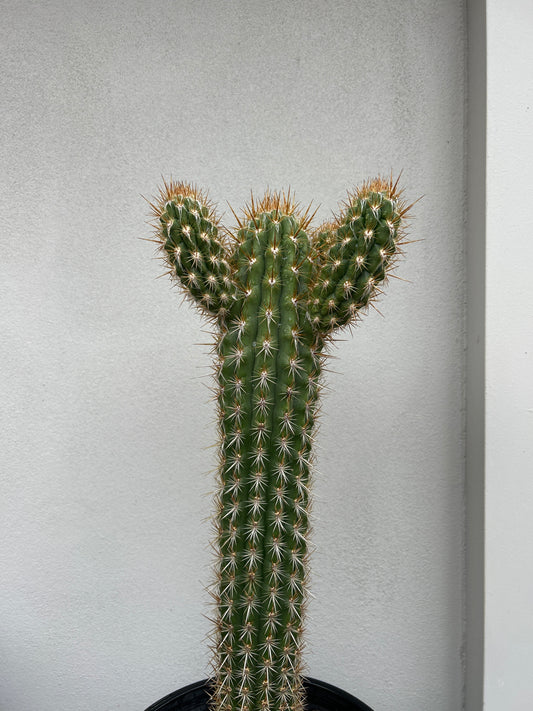 Pilocereus gounellei Cactus with 4 arms