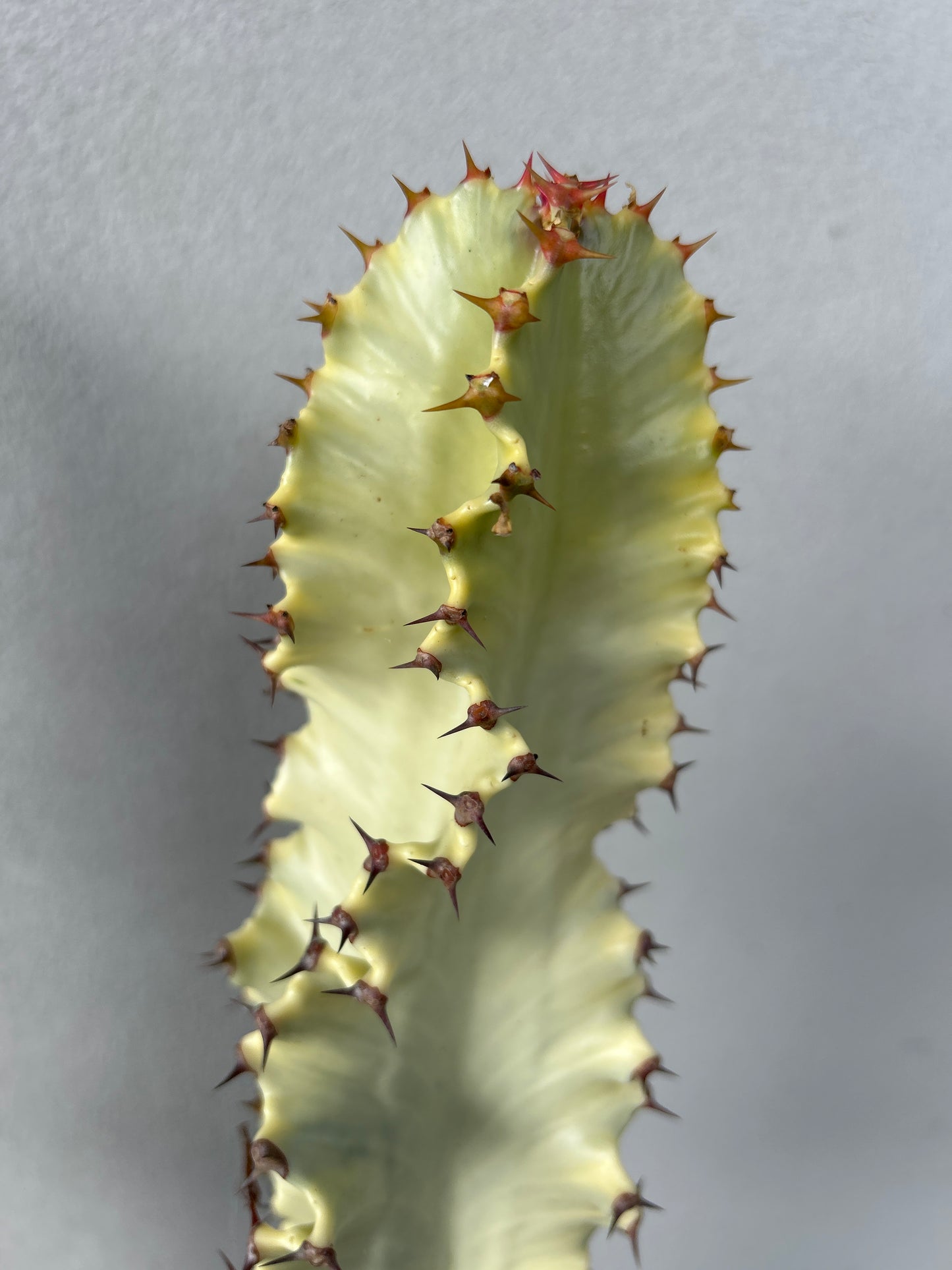 Euphorbia Ammak