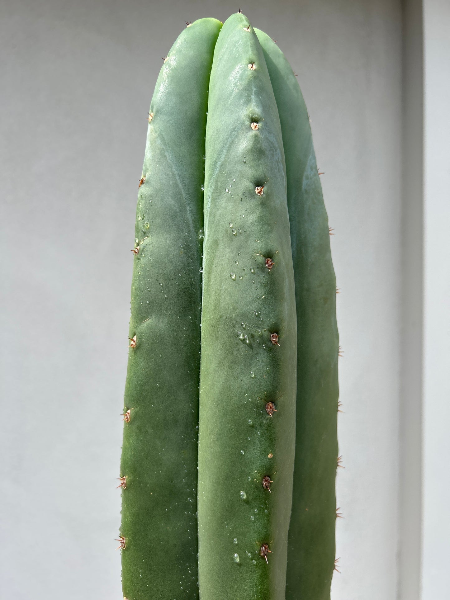 Super San Pedro