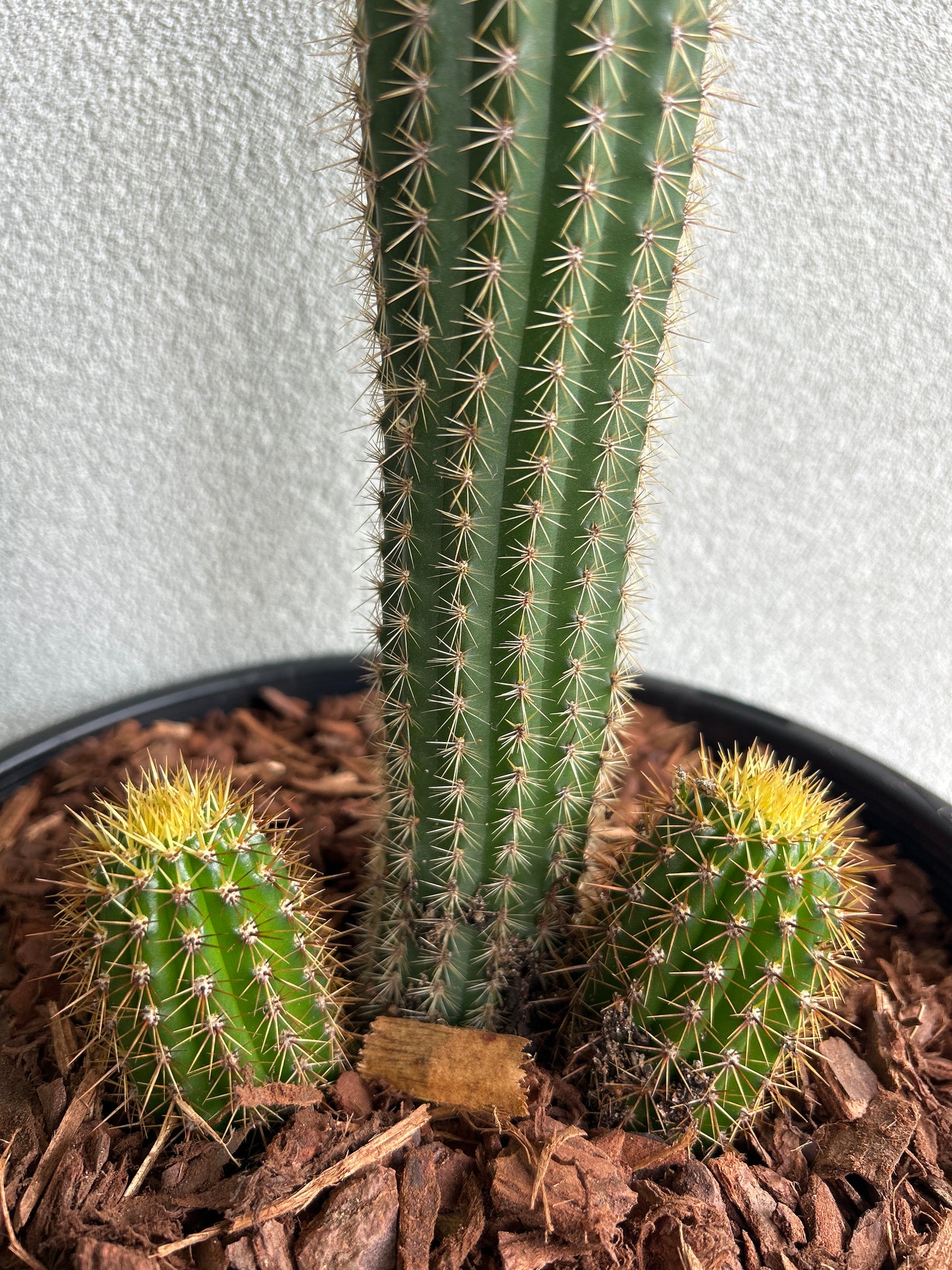 Golden Torch Cactus