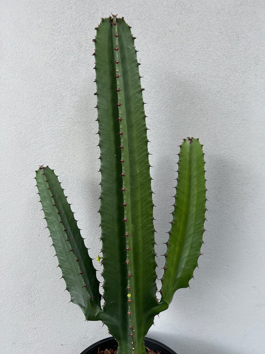 Euphorbia Cowboy 2 arms