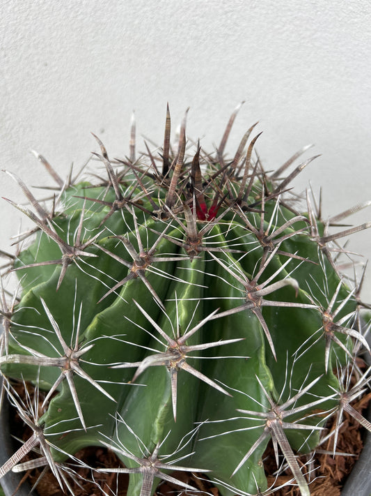 Ferocactus wislizeni – Fishhook Barrel Cactus