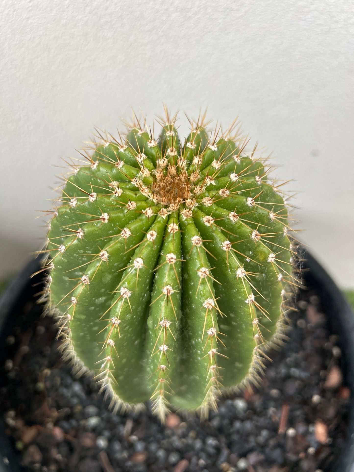 Neobuxbaumia Euphorbioides