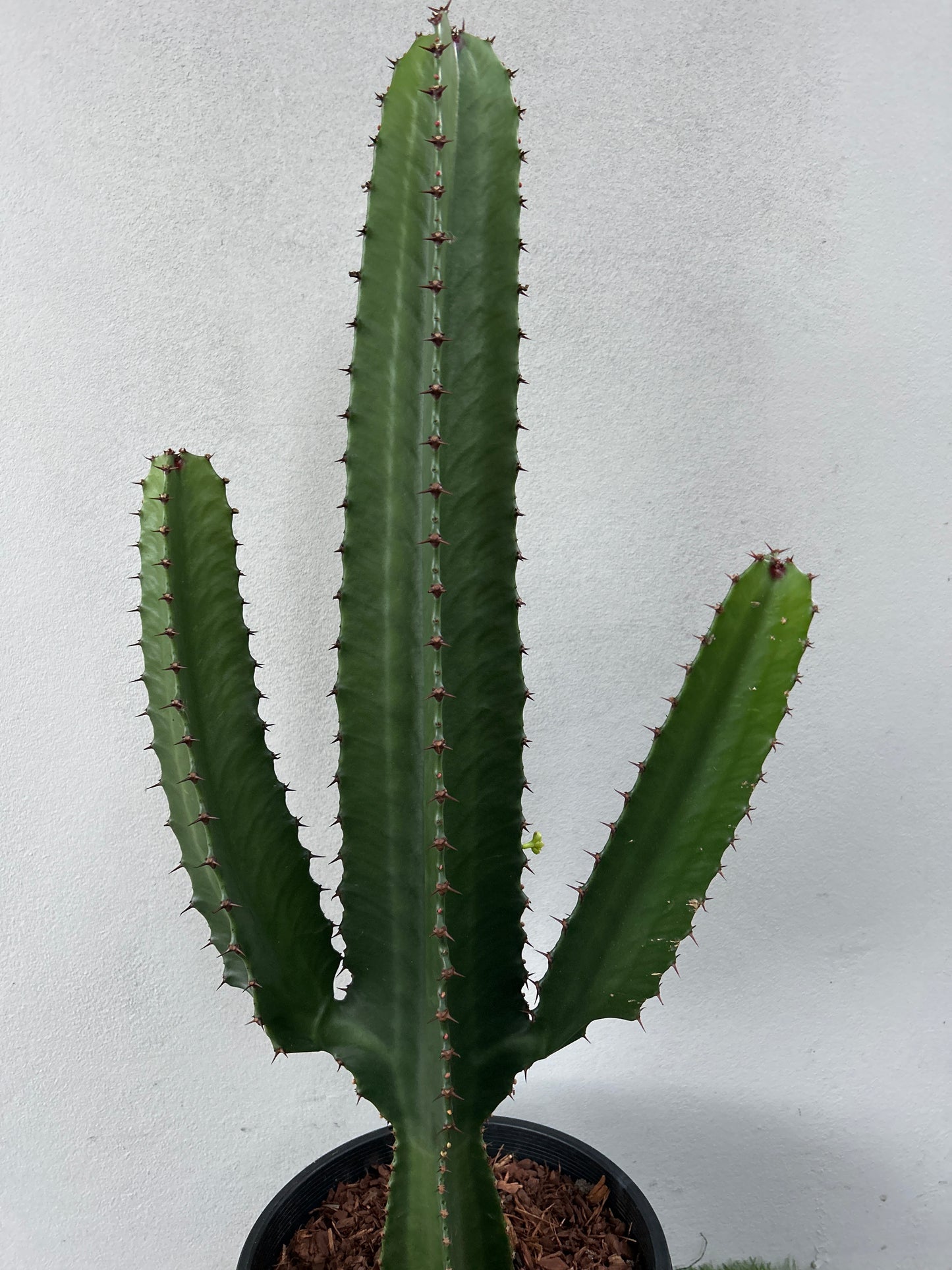 Euphorbia Cowboy 2 arms