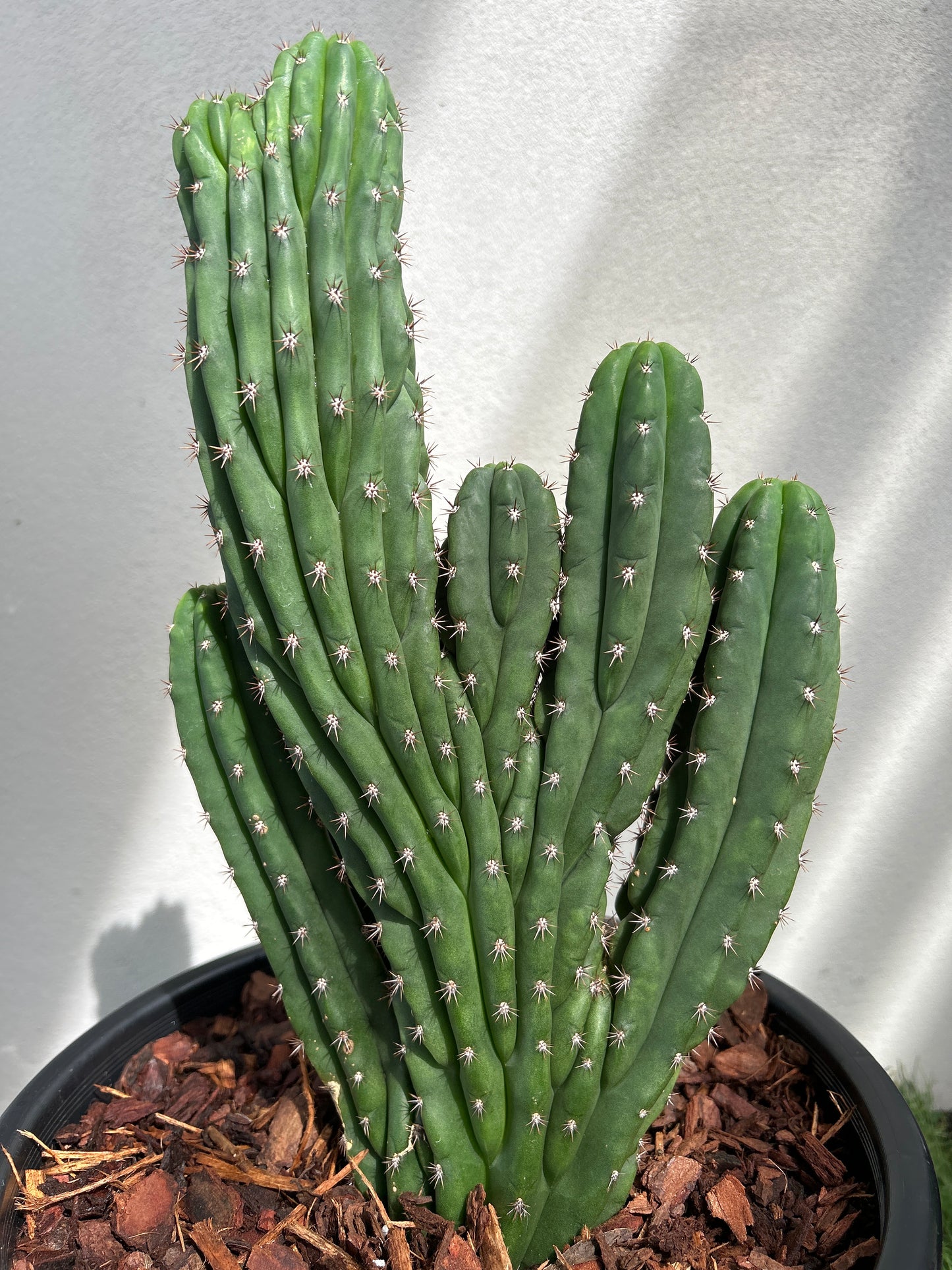 CRESTED Cactus